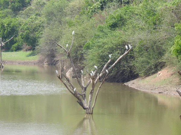 Primer Plano Del Hermoso Grupo Indio Solo Pájaro Grulla Blanco —  Fotos de Stock