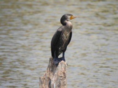 Güzel Hint çift ibikli karabatak kuşunun yakın çekim sudaki kırık ağaç gövdesinin üzerinde oturuyor..