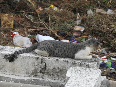 Evin çatısında oturan güzel gri ve beyaz renkli Hint kedisinin yakın çekimi.