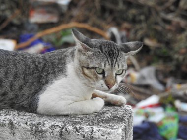 Evin çatısında oturan güzel gri ve beyaz renkli Hint kedisinin yakın çekimi.