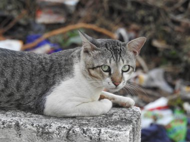 Evin çatısında oturan güzel gri ve beyaz renkli Hint kedisinin yakın çekimi.