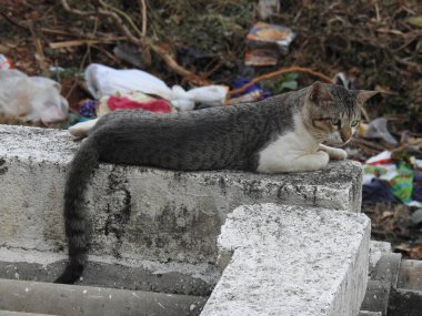 Evin çatısında oturan güzel gri ve beyaz renkli Hint kedisinin yakın çekimi.