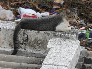 Evin çatısında oturan güzel gri ve beyaz renkli Hint kedisinin yakın çekimi.