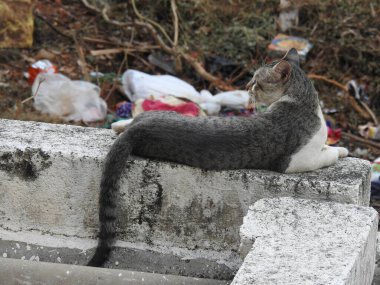 Evin çatısında oturan güzel gri ve beyaz renkli Hint kedisinin yakın çekimi.