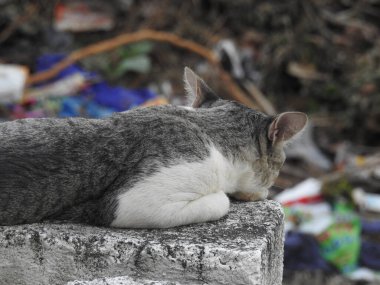 Evin çatısında oturan güzel gri ve beyaz renkli Hint kedisinin yakın çekimi.