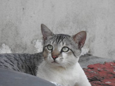 Evin çatısında oturan güzel gri ve beyaz renkli Hint kedisinin yakın çekimi.