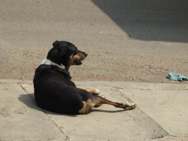 Güzel Hint sokak köpeğinin kentin asfalt yollarında oturması ve yürümesi