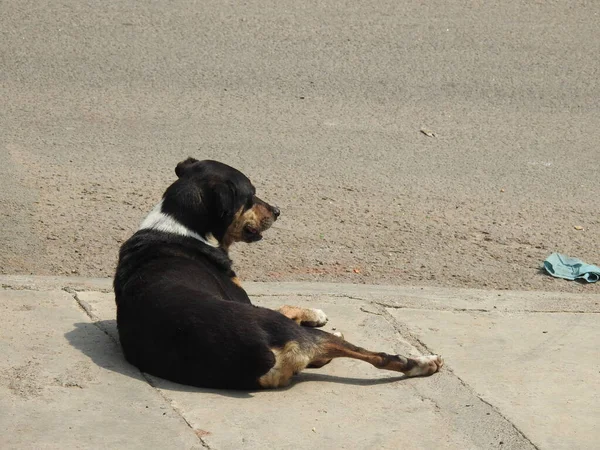 Primer Plano Hermoso Perro Callejero Indio Sentado Caminando Asfalto Caminos — Foto de Stock