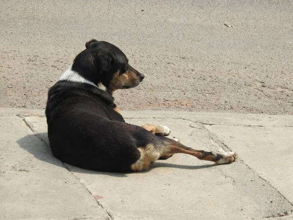 Primer Plano Hermoso Perro Callejero Indio Sentado Caminando Asfalto Caminos — Foto de Stock