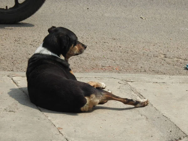 Крупный План Красивой Индийской Уличной Собаки Сидящей Гуляющей Асфальтированным Дорогам — стоковое фото