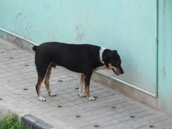 Крупный План Красивой Индийской Уличной Собаки Сидящей Гуляющей Асфальтированным Дорогам — стоковое фото