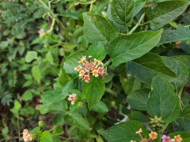 Güzel Hintli Lantana Camara Çiçeği ve siyah karınca bir bitkinin üzerinde oturuyorlar.