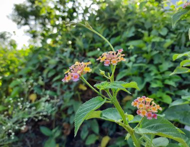 Güzel Hintli Lantana Camara Çiçeği ve siyah karınca bir bitkinin üzerinde oturuyorlar.