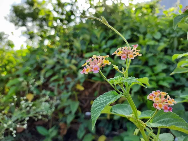 美丽的印地安人Lantana Camara花和黑色蚂蚁坐在自然背景下的植物上 — 图库照片