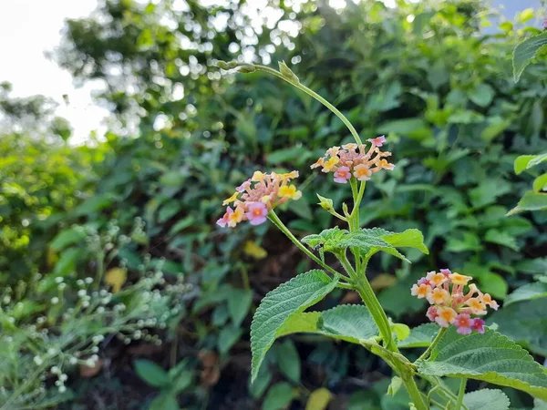 Zbliżenie Piękny Indyjski Lantana Camara Kwiat Czarny Mrówka Siedzi Roślina — Zdjęcie stockowe