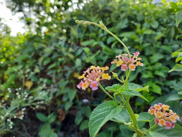 Close Van Mooie Indiaanse Lantana Camara Bloem Zwarte Mier Zittend — Stockfoto