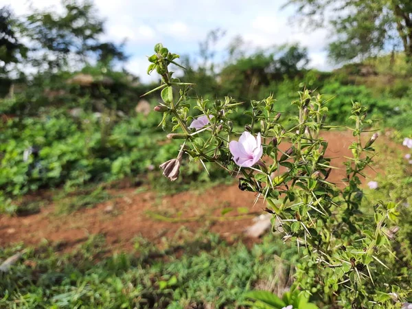 Güzel Hint Dikenli Bitkisine Yakın Pembe Renkli Çan Çiçekli Bir — Stok fotoğraf