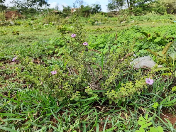 Closeup Belo Espinho Indiano Planta Com Cor Rosa Forma Sino — Fotografia de Stock