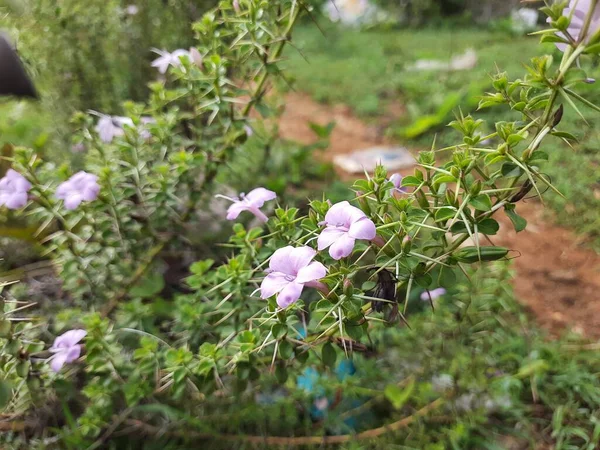 植物にピンク色の鐘形の花を持つ美しいインドのとげの植物の閉鎖 — ストック写真