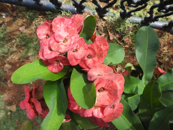 Саду Цвітуть Барвисті Червоні Рожеві Квіти Кроу Колючок Троянди Ефорібії — стокове фото