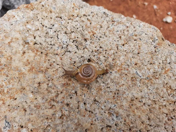 Closeup Beautiful Small Cute Terrestrial Snails Slugs Stones Background — Stock Fotó
