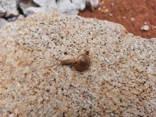 Closeup Beautiful Small Cute Terrestrial Snails Slugs Stones Background — Stock fotografie
