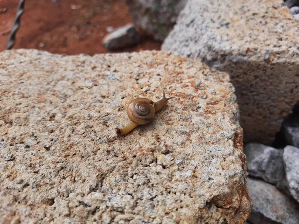 美丽的 可爱的地面蜗牛和石料背景的污垢构成的屏障 — 图库照片