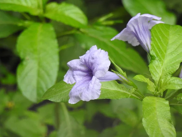 Närbild Vackra Bengaliska Clockvine Eller Morgon Lila Blomma Växt Med — Stockfoto