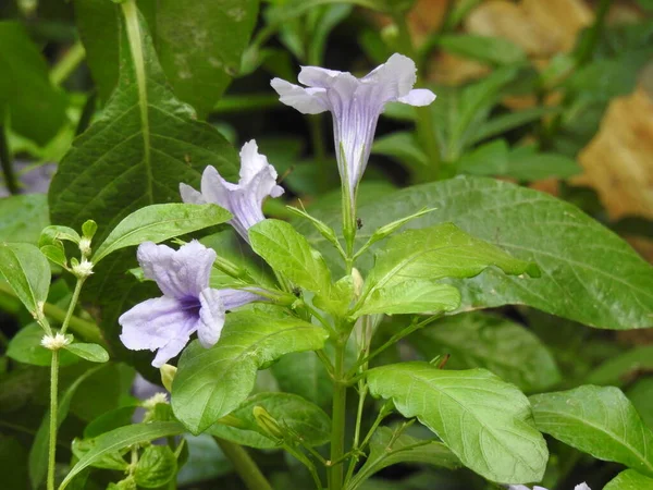 Closeup Bela Bengala Relógio Flor Roxa Manhã Uma Planta Com — Fotografia de Stock