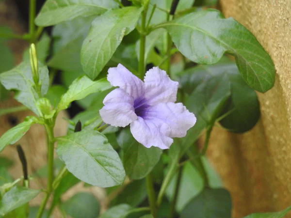 叶背植物中美丽的孟加拉顺时针或晨光紫花的闭合 — 图库照片