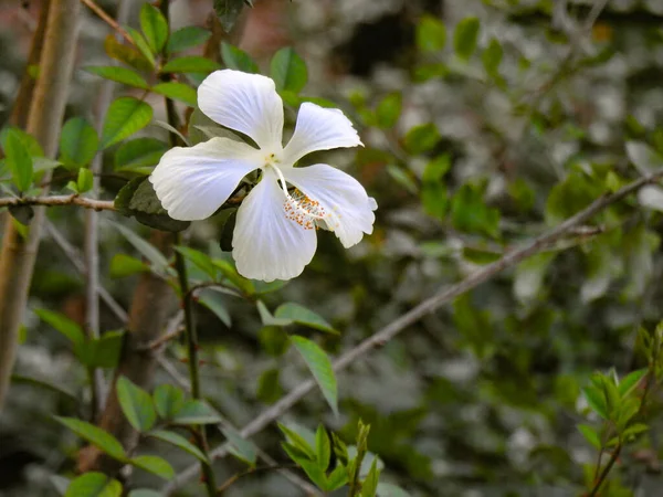 Primer Plano Hermoso Color Blanco Flor Hibisco Una Planta Con —  Fotos de Stock