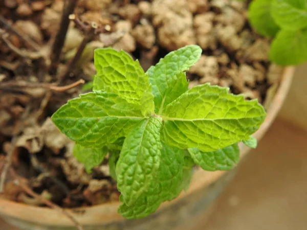 Close Van Mooie Medicinale Ayurvedische Kruidenplant Pudina Mint Een Pot — Stockfoto