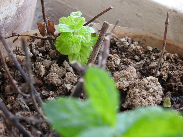 Primer Plano Hermosa Planta Medicinal Ayurvédica Herbal Pudina Menta Una — Foto de Stock