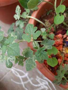 Genç karpuz ya da misk kokulu karpuz yapraklarının ev terasındaki bir saksıda yetişmesi..