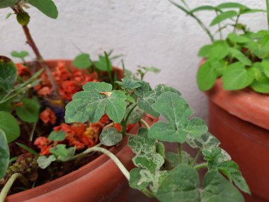 Genç karpuz ya da misk kokulu karpuz yapraklarının ev terasındaki bir saksıda yetişmesi..