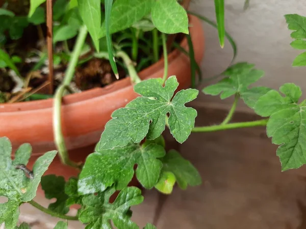 Primer Plano Las Hojas Jóvenes Sandía Melón Almizclero Una Planta — Foto de Stock