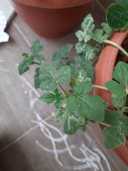 Closeup Young Watermelon Musk Melon Leaves Plant Grow Pot House — Stock Photo, Image