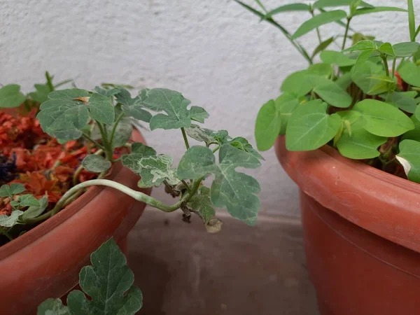 Closeup Young Watermelon Musk Melon Leaves Plant Grow Pot House — 图库照片