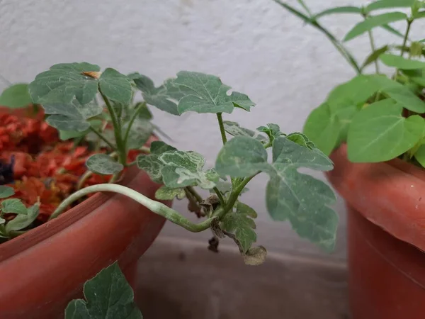 Closeup Young Watermelon Musk Melon Leaves Plant Grow Pot House — 图库照片