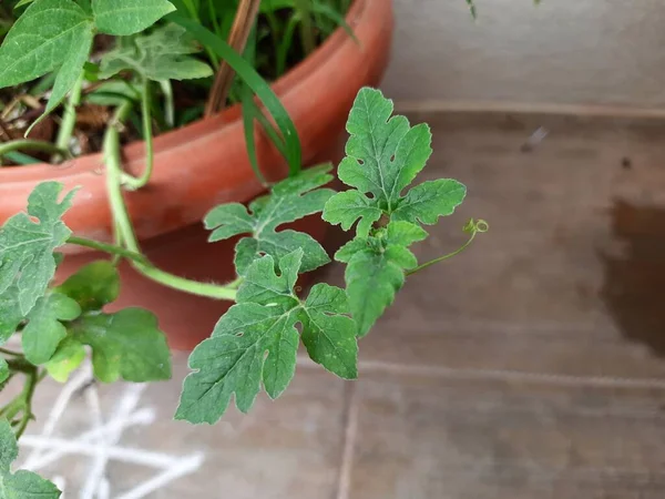 Primer Plano Las Hojas Jóvenes Sandía Melón Almizclero Una Planta — Foto de Stock