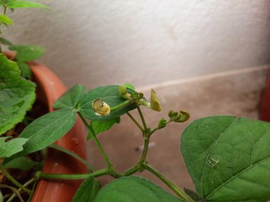 Yeşil Gram bitkisine yakın çekim beyaz arka planda bir grup yalıtılmış tüylü yeşil Gram Bitkisi