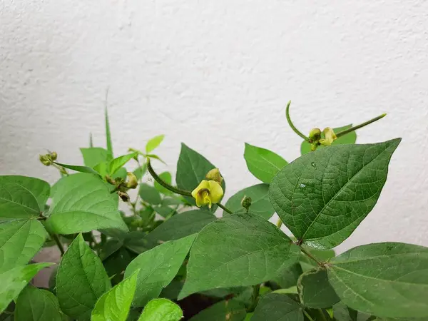 Closeup Bela Casa Terraço Pote Cultivado Green Gram Plant Com — Fotografia de Stock