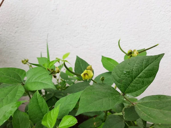 Szekrény Gyönyörű Otthoni Terasz Pot Termesztett Green Gram Plant Szőrös — Stock Fotó