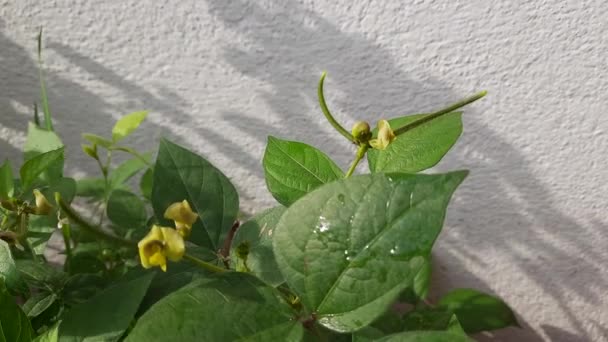 Primer Plano Hermosa Maceta Terraza Casera Cultivada Planta Gramo Verde — Vídeos de Stock