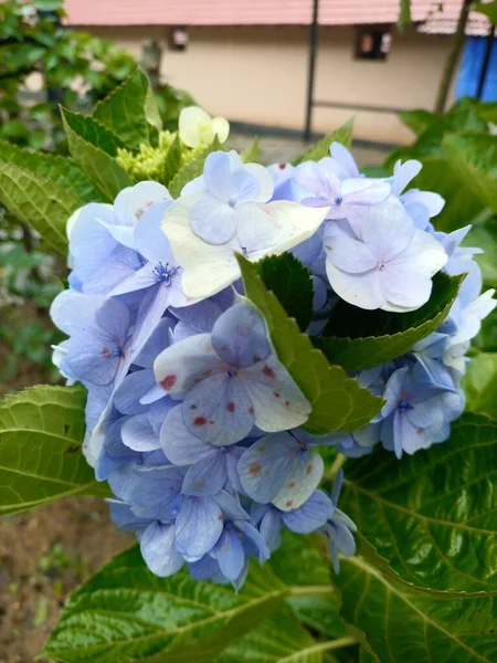 Gros Plan Belle Couleur Pourpre Thé Ciel Fleur Feuilles Vertes — Photo