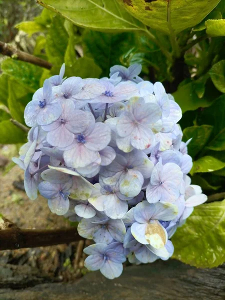 Крупним Планом Красивий Фіолетовий Колір Чай Небесної Квітки Зеленого Листя — стокове фото