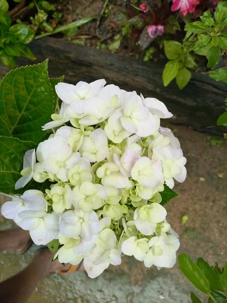 Крупним Планом Красивий Білий Колір Квітка Hydrangea Macrophylla Фоном Зеленого — стокове фото