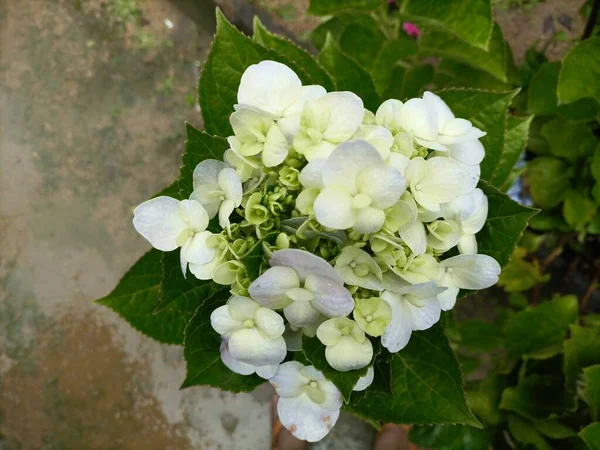 Крупним Планом Красивий Білий Колір Квітка Hydrangea Macrophylla Фоном Зеленого — стокове фото