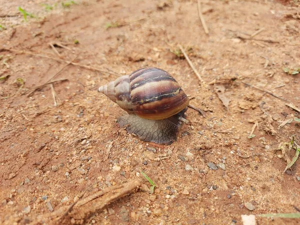 Primo Piano Bella Conchiglia Worm Lumache Shell Lumaca Case Army — Foto Stock