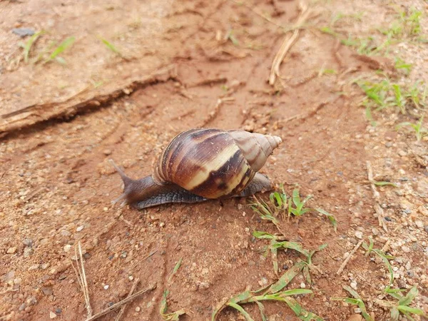 Primo Piano Bella Conchiglia Worm Lumache Shell Lumaca Case Army — Foto Stock